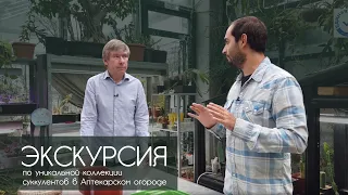 Суккуленты и где они обитают: Экскурсия по уникальной коллекции Аптекарского огорода