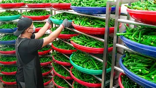 Peeled Chili Pepper Processing, Omakase Menu Dishes / 剝皮辣椒加工廠, 剝皮辣椒無菜單料理 - Taiwanese Food