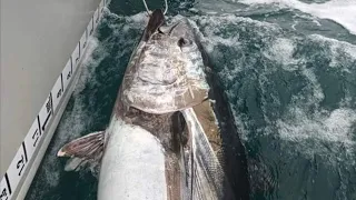 12 November 2023, Looe Cornwall,bluefin tuna