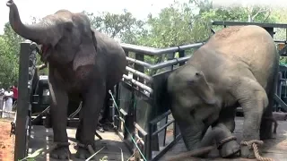 Captured elephants getting aggressive after loaded to vehicle !