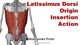 Latissimus Dorsi Anatomy: Origin, Insertion & Action