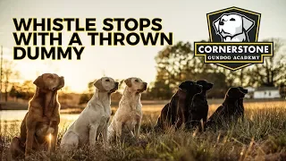 Whistle Stop With A Thrown Dummy - Labrador Retriever Training