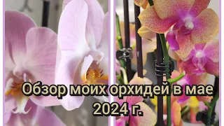Обзор моих орхидей в мае 2024 г.#обзор#орхидеи#цветы#красота#original