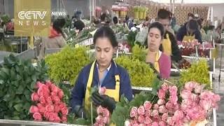 Colombia’s flower industry ready for Valentine’s Day