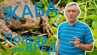 Жаба - польза или вред?