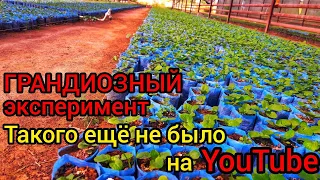 МАСШТАБНЫЙ ЭКСПЕРИМЕНТ. Российские удобрение ЕвроХим(EuroChem) против дорогих удобрении Валагро, Яра