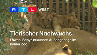 Tierischer Nachwuchs - Löwen-Babys erkunden Außengehege im Kölner Zoo | RTL WEST, 30.04.2024