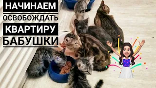 2 ЧАСТЬ: Я Забрала у бабушки 8 кошек осталось 24 шт🙊 Одного уже пристроила😍