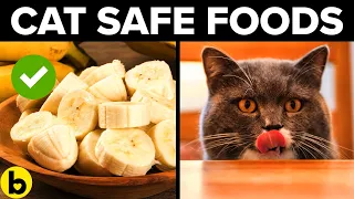 11 Human Foods Your Cat Can Eat