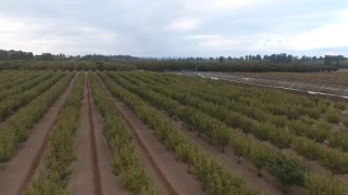 Фундук, уборка урожая,  США. KCK Farms, video 1.