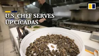 US chef serves up cicadas as billions emerge after 17 years underground