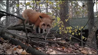 Ли Сяо / Alice the Fox Лиса Алиса (Вот что происходит, когда лиса слишком много играет с детьми)