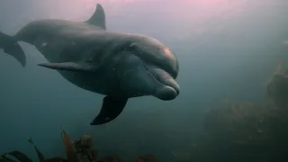 Freediving with an amazing Dolphin and Seal in Ireland