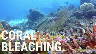 Coral Bleaching 101