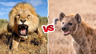 Lions vs Hyenas PT 1