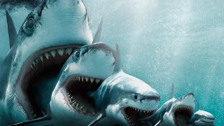 Топ 5 интересных находок в желудках акул/Top 5 interesting finds in the stomachs of sharks