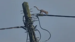 Squirrel Vs Power Lines