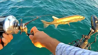 Lake St. Clair Muskys - We Hooked A GIANT...Then What?!