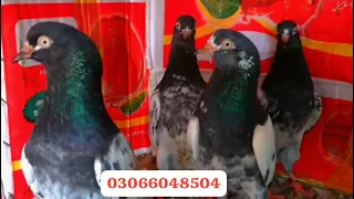 Royal  Tedd Pair 2.For Sale Whatsapp . 0092306 4953305