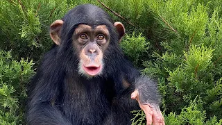 Baby Chimp has Dinner Live!