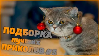 Лучшие приколы 2019 фэйлы и неудачи умора подборочка #5