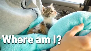 I Rescued a Kitten Abandoned by Her Mom and Brought my Home!