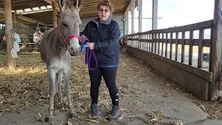 (Step 2) Training your donkey to disengage their hips