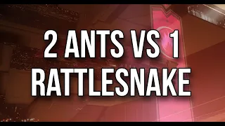 2 ants vs 1 rattlesnake - Eve echoes