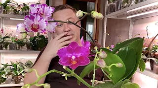 ОТ ЭТОГО ПОЛЕЗЛИ КУЧЕРЯВЫЕ ЦВЕТОНОСЫ у ОРХИДЕЙ / 5-я обработка орхидеи