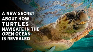 A new secret about how turtles navigate in the open ocean is revealed.