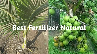 best fertilizer natural for coconut tree faster - coconut crops