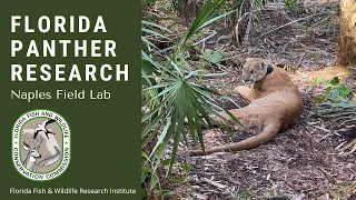 Naples Field Lab: Florida Panther Research