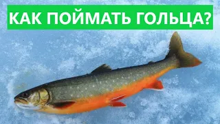 🐟 КАК ПОЙМАТЬ ГОЛЬЦА? СОВЕТЫ РЫБАКУ.