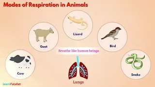 Respiration in Organisms Class 7 Science - Breathing in Animals