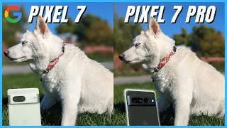 Google Pixel 7 vs Pixel 7 Pro Camera Comparison: What's the difference?