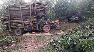 Tiny Kubota tractor carrying giant wooden cart on the trail | Sính Vùng Cao