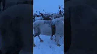 Караван оленеводов, привал перед переправой #nomads #reindeerherdersnomads