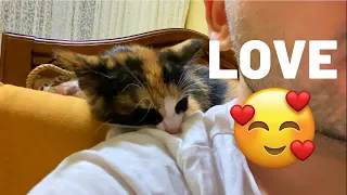 Funny and Lovely Cat Always Coming My Back | YUFUS