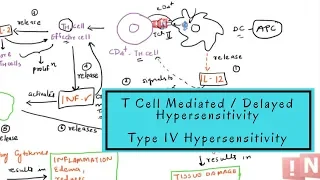 Type IV Hypersensitivity - T Cell Mediated OR Delayed Type Hypersensitivity