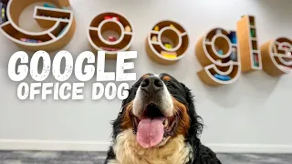 My Bernese comes to a London Google Office!