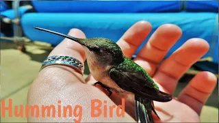 This is Hummingbird heaven || Amazing Hummingbird || Bird videos #21