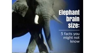 Elephant brain size  5 facts you might not know