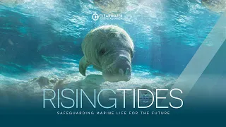 Rising Tides: Safeguarding Marine Life for the Future