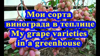 Мои сорта винограда в теплице на севере Беларуси // My grape varieties in a greenhouse in Belarus