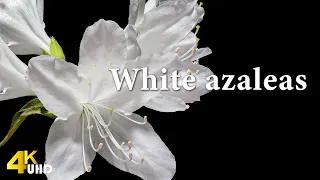 [4K] 백철쭉 꽃 개화 타임랩스 /White azaleas bloom timelapse / 꽃키우기 / naturelapse / 네이처타임랩스