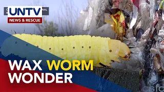 Wax worms found to biodegrade plastic waste