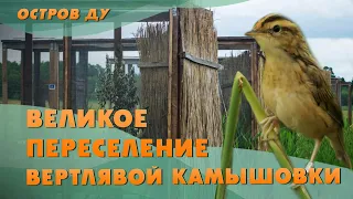 Птицы Беларуси: Камышовка. Великое переселение вертлявой камышовки | Живая природа Беларуси
