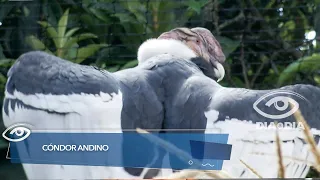 Cóndor andino - Día a Día - Teleamazonas