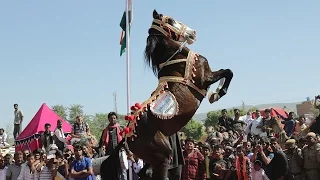 🐎 Horse Dance At Pushkar Fair /Mela – Rajasthan India