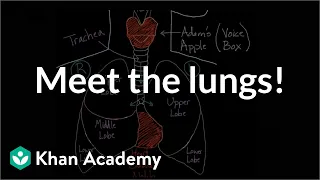 Meet the lungs | Respiratory system physiology | NCLEX-RN | Khan Academy